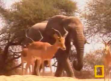 Elephant and impala