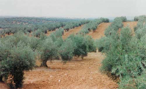 Olivträd i Andalusien