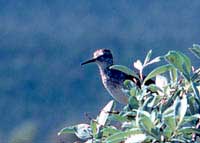 Wood sandpiper