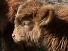 Highland cattle calf