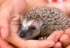 Young hedgehog