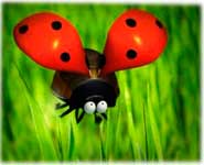 Minuscule ladybug