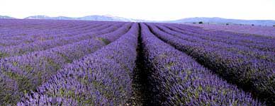 Lavendel, Provence