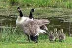 Goose family