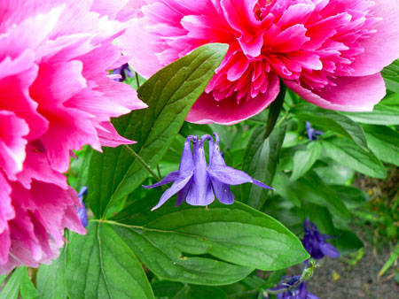 Peony, columbine