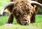 Highland cattle