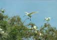 Skedstork, Coto Doñana