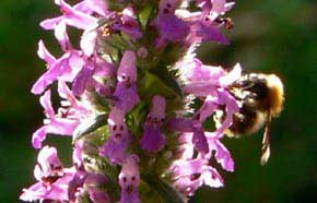 Humlesuga, Betonica officinalis, Sollentuna