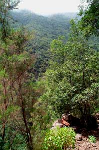 Los Tilos, nordöstra La Palma