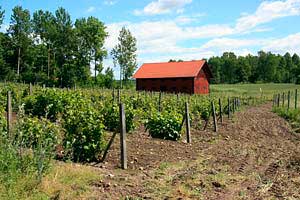 Ca 5500 ädelvinstockar på friland (vitis vinifera)