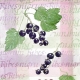 Ribes