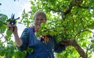 Apple tree pruning